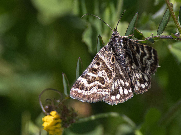 Mother Shipton Moth