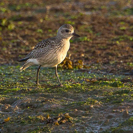 Grey Plover
