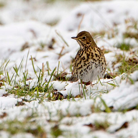 Song Thrush