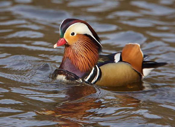 Mandarin Duck