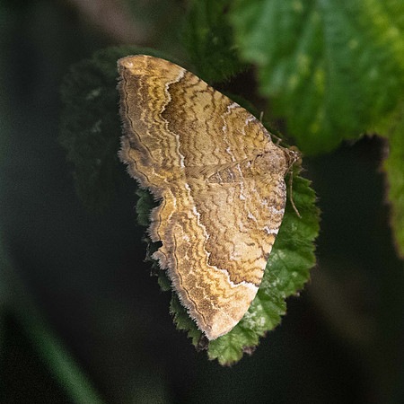 Yellow Shell Moth