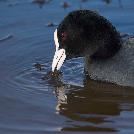 Coot