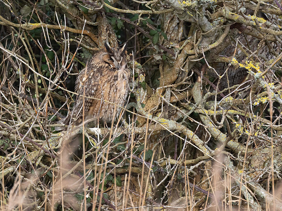 Long-Eared Owl