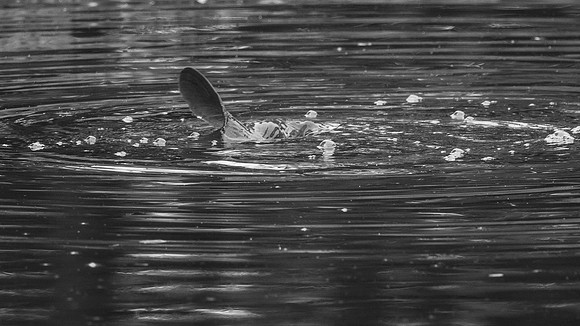 Carp