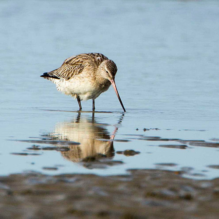 Bar Tailed Godwit
