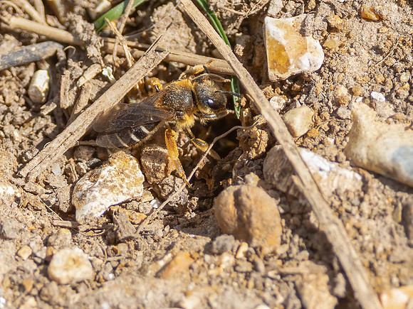 Ivy Bee