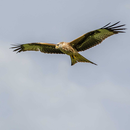 Young Red Kite - paler colouring