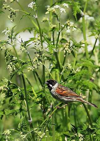 Male Reed Bunting
