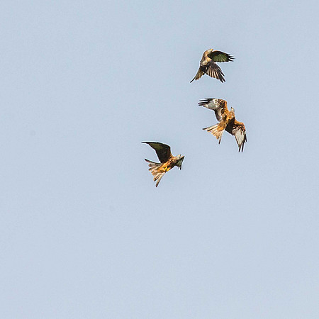 Kites gathering