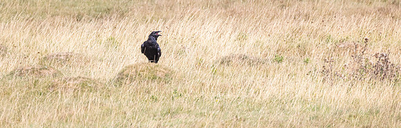 Raven