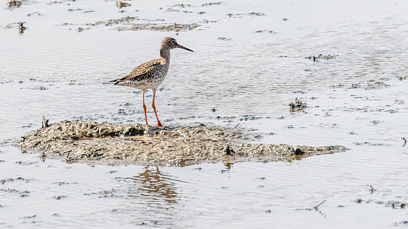 Redshank