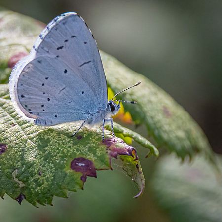 Holly Blue