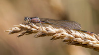 Blue-Tailed Damselfly (f) Rufescens