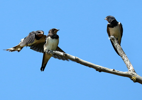 Mother Swallow feeding young