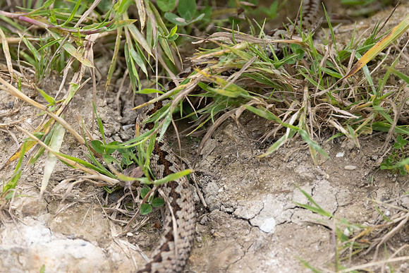 Adder