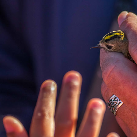 Portland Ringed Goldcrest