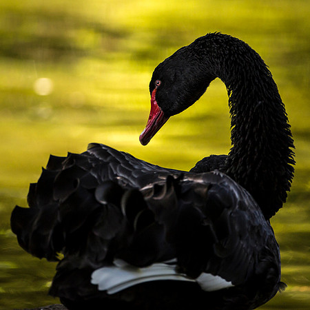 Marwell Black Swan