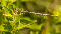 White-Legged Damselfly (f)