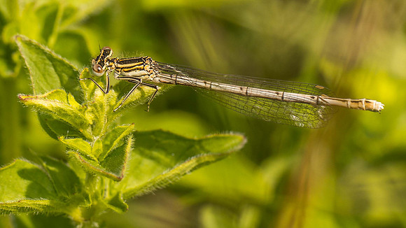 White-Legged Damselfly (f)
