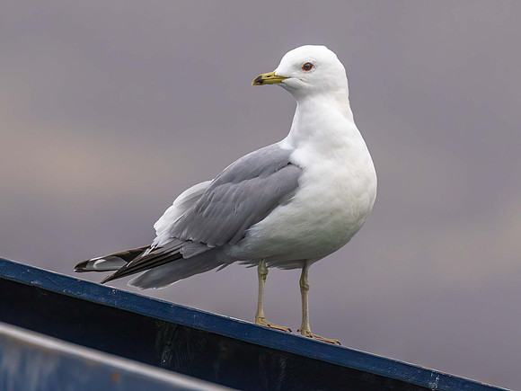 Common Gull