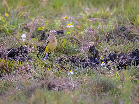 Yellow Wagtail