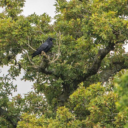 Raven