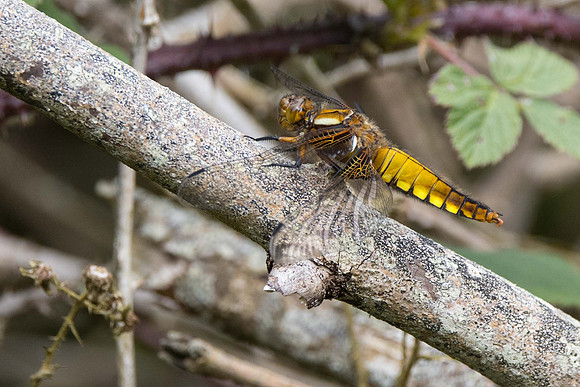 Broad Bodied Chaser immature