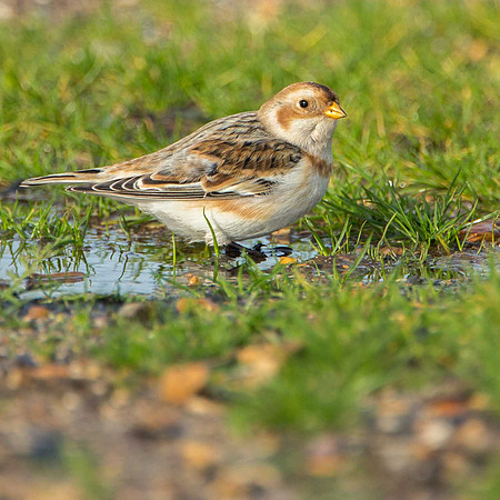 Snow Bunting, Southsea