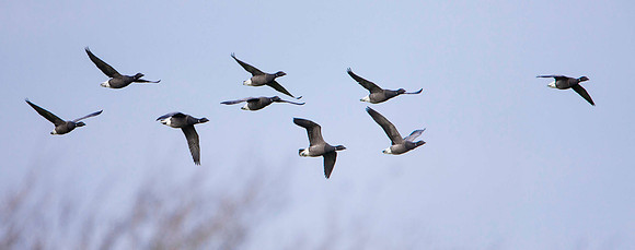 Brent Geese
