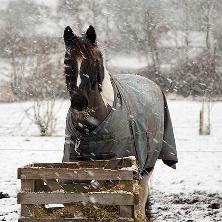 Snowy Horse