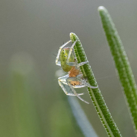 Cucumber Green Spider