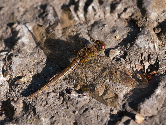 female