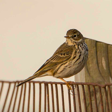 Meadow Pipit