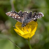 Grizzled Skipper