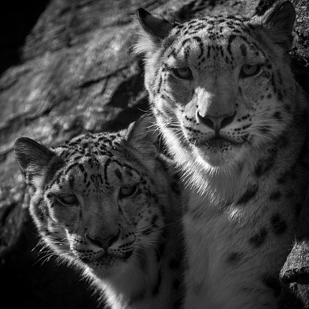 Snow Leopards