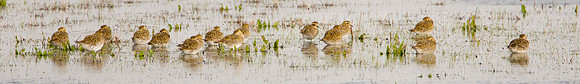 Golden Plover