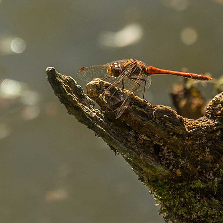 Ruddy Darter