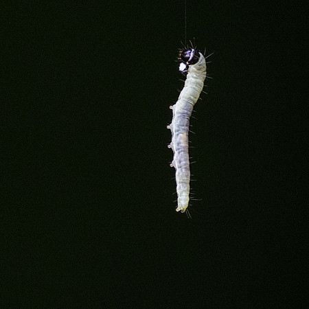 Oak Leaf Roller caterpillar