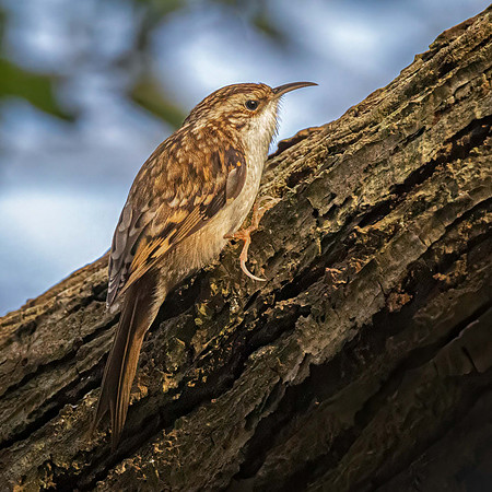 Tree Creeper