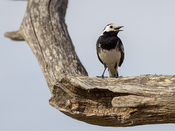 Pied Wagtail