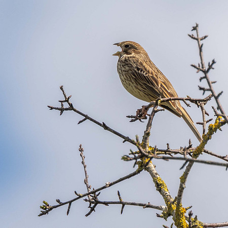 Corn Bunting
