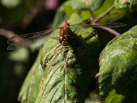 Common Darter