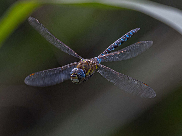 Migrant Hawker m