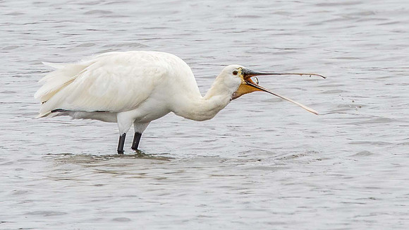 Spoonbill