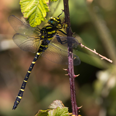 Golden Ringed Dragonfly (m)