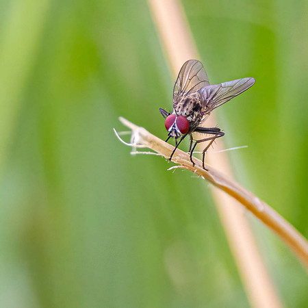 Dung Fly,  Hydrophoria lancifer?