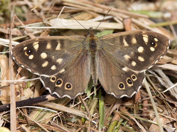 male