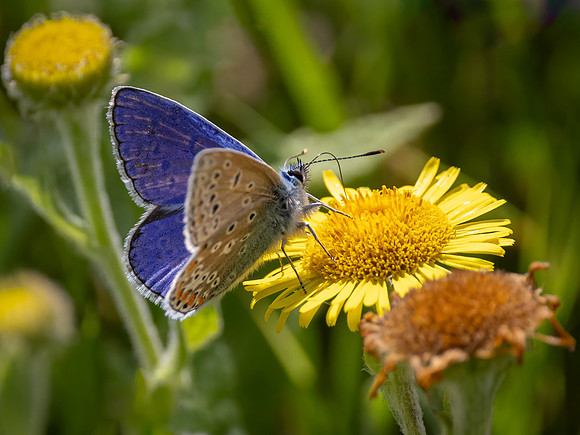 Common Blue