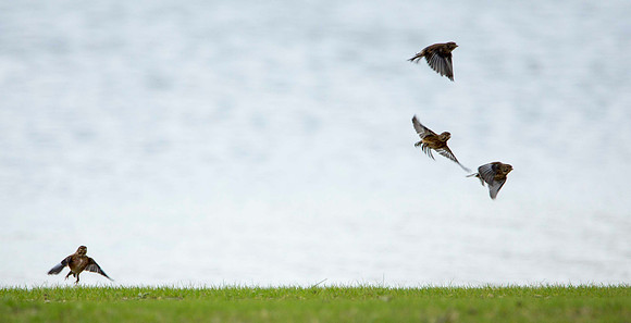 Linnets