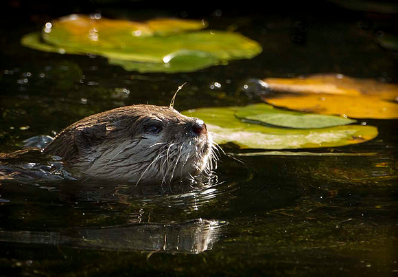 Otter